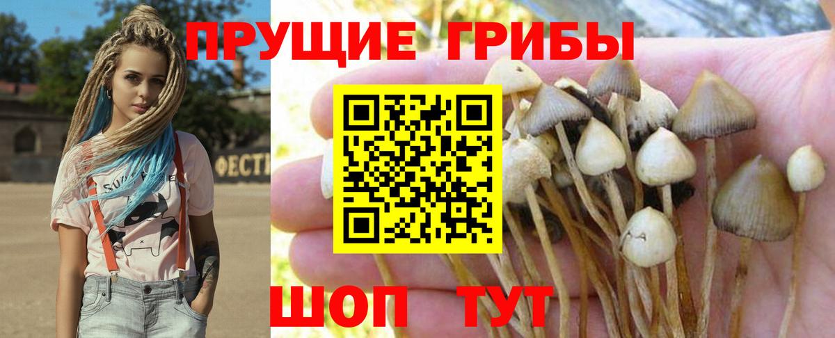Псилоцибиновые грибы прущие грибы Курск
